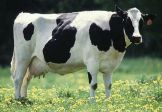 LA MUCCA QUANDO VERSA FA MUUU
