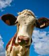 MUUUU