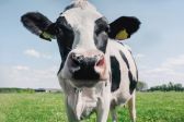 LA MUCCA SI FA MUNGERE