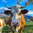 ADOTTA UNA MUCCA