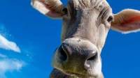 LA DISPERATA LOTTA DI UNA MUCCA