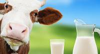MUCCA FELICE