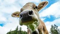 PAGAMENTO DELLA MUCCA DELLE ALPI A DISTANZA